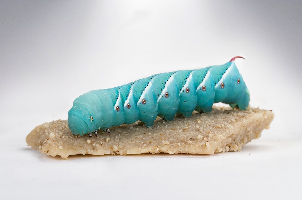 armstrongcrickets